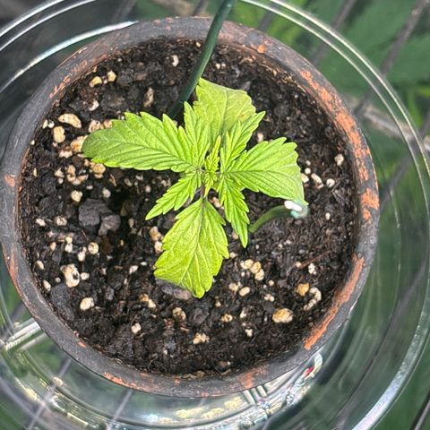 Tropicana Cookies growlog timeline photo