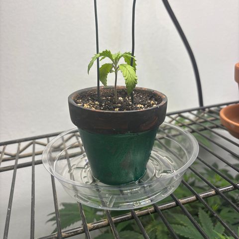 Tropicana Cookies growlog timeline photo