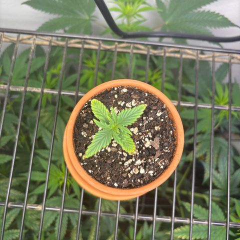 420 Fast Buds  growlog timeline photo