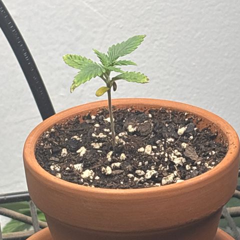 420 Fast Buds  growlog timeline photo