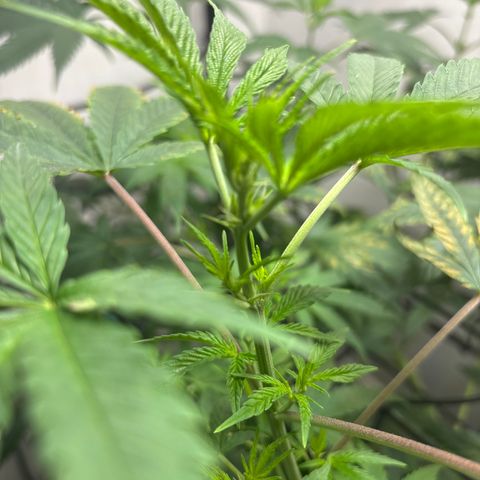 Cookies Gelato growlog timeline photo