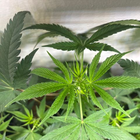 Cookies Gelato growlog timeline photo