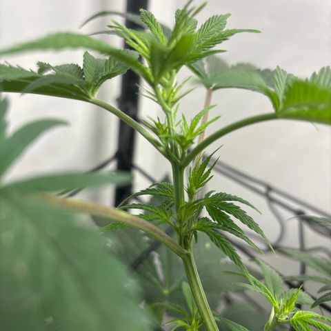Cookies Gelato growlog timeline photo