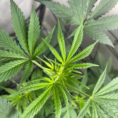Cookies Gelato growlog timeline photo