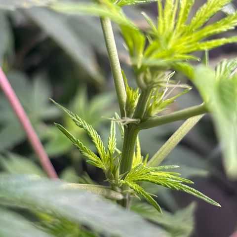 Cookies Gelato growlog timeline photo