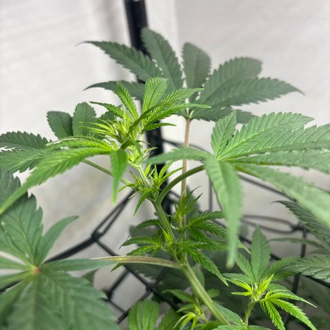 Cookies Gelato growlog timeline photo
