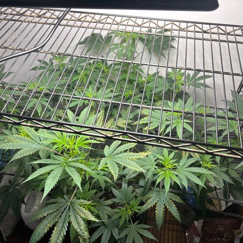 Cookies Gelato growlog timeline photo