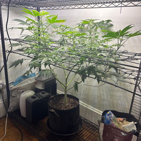 Cookies Gelato growlog timeline photo