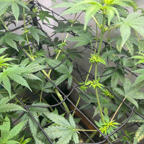 Cookies Gelato growlog timeline photo