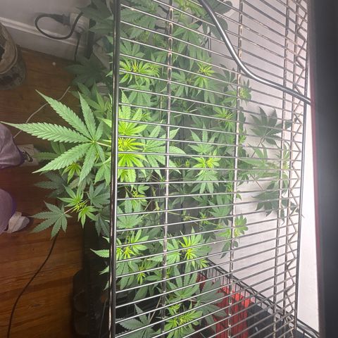 Cookies Gelato growlog timeline photo