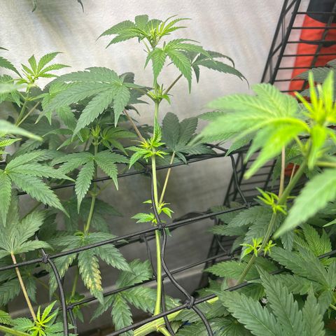 Cookies Gelato growlog timeline photo