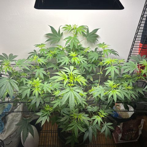 Cookies Gelato growlog photo: Looking really good going into week 2 of flower 