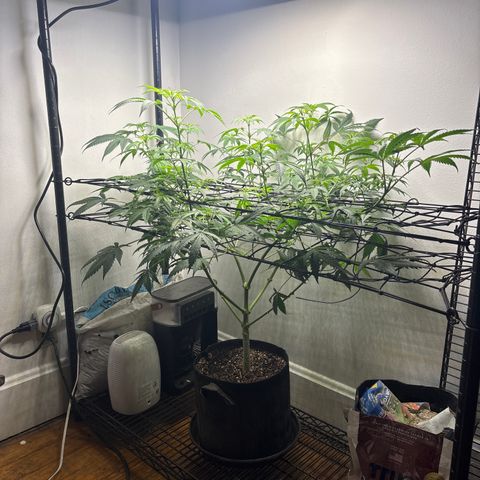 Cookies Gelato growlog timeline photo