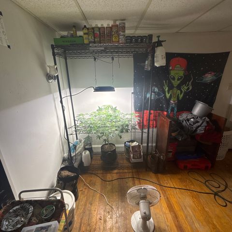 Cookies Gelato growlog timeline photo