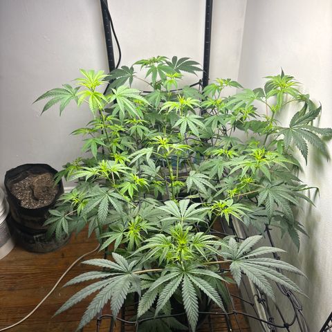 Cookies Gelato growlog timeline photo