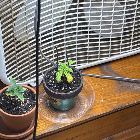 Tropicana Cookies growlog timeline photo