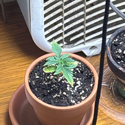 420 Fast Buds  growlog timeline photo