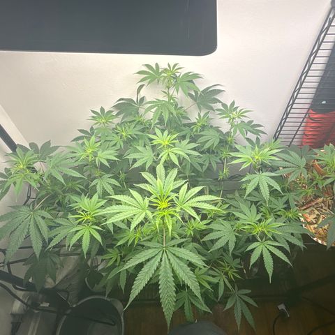 Cookies Gelato growlog photo: Pistils everywhere on my big girl 😃