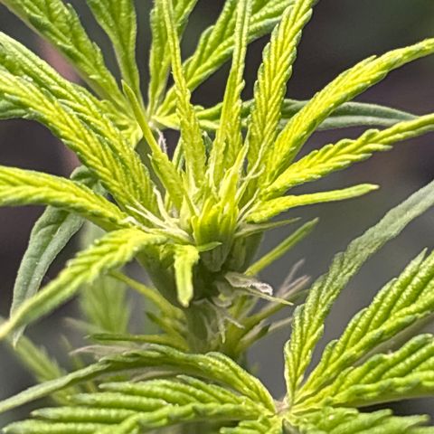 Cookies Gelato growlog photo: Pistils everywhere on my big girl 😃