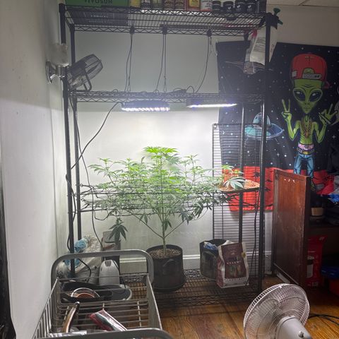 Cookies Gelato growlog timeline photo