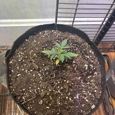 420 Fast Buds  growlog timeline photo