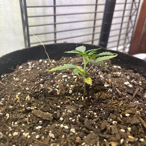 420 Fast Buds  growlog timeline photo
