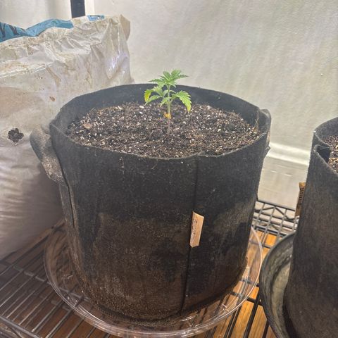 Tropicana Cookies growlog timeline photo