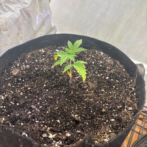 Tropicana Cookies growlog timeline photo