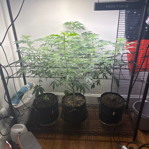 Tropicana Cookies growlog timeline photo