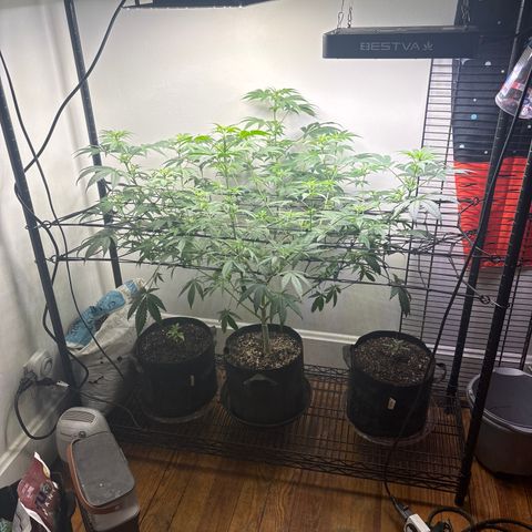 420 Fast Buds  growlog timeline photo