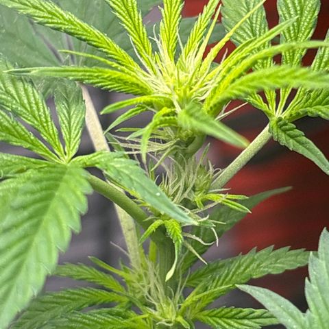 Cookies Gelato growlog timeline photo