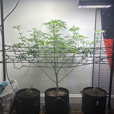 Cookies Gelato growlog timeline photo