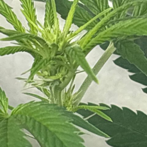Cookies Gelato growlog timeline photo