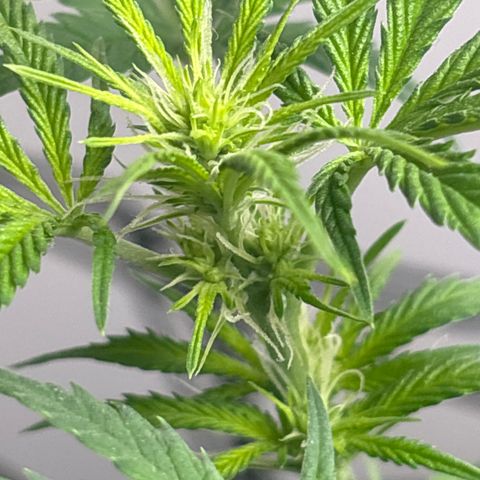 Cookies Gelato growlog timeline photo