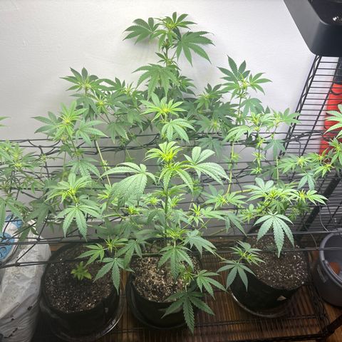 Cookies Gelato growlog timeline photo