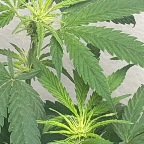 Cookies Gelato growlog timeline photo