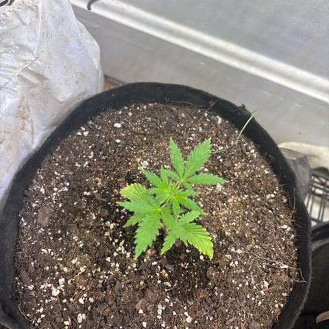 Tropicana Cookies growlog timeline photo