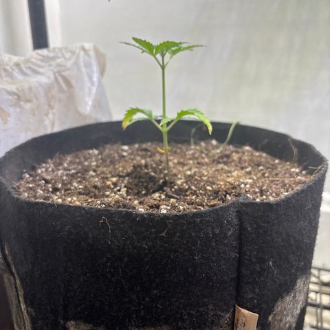 Tropicana Cookies growlog timeline photo