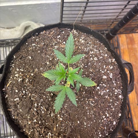 420 Fast Buds  growlog timeline photo