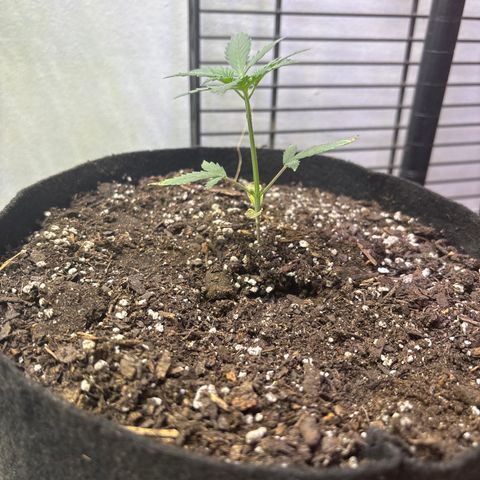 420 Fast Buds  growlog timeline photo