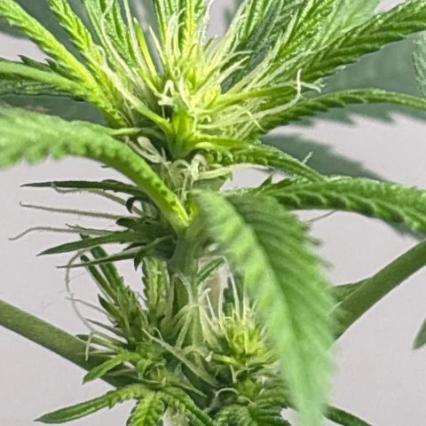 Cookies Gelato growlog timeline photo