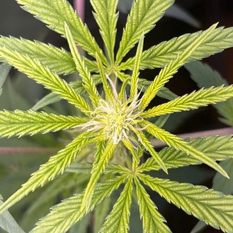 Cookies Gelato growlog timeline photo