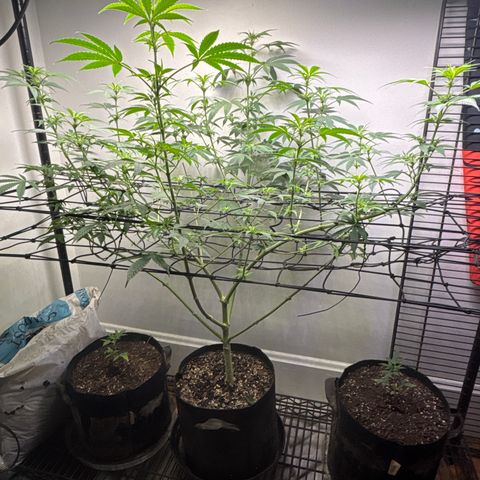 Cookies Gelato growlog timeline photo