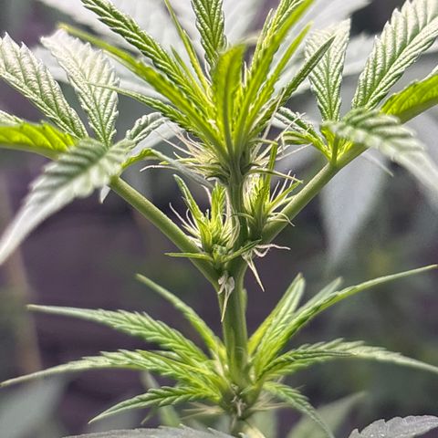 Cookies Gelato growlog timeline photo