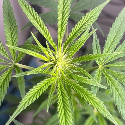 Cookies Gelato growlog timeline photo