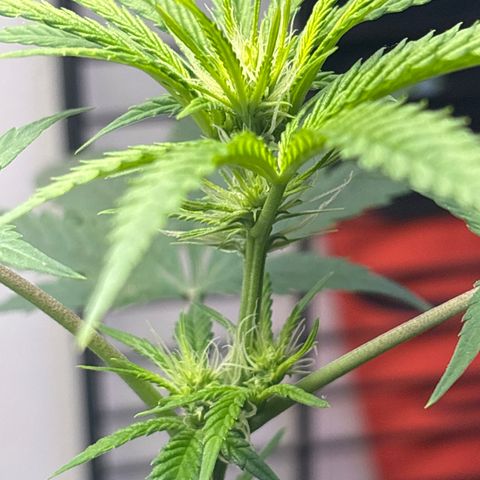 Cookies Gelato growlog timeline photo
