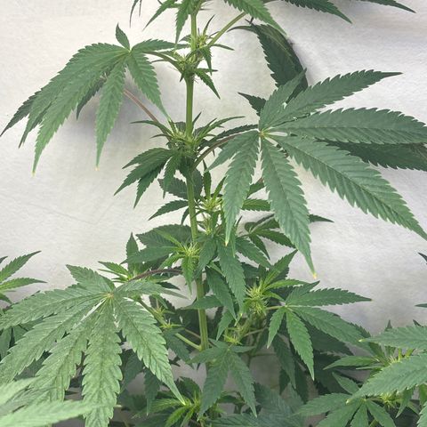 Cookies Gelato growlog timeline photo