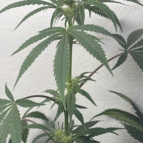 Cookies Gelato growlog timeline photo
