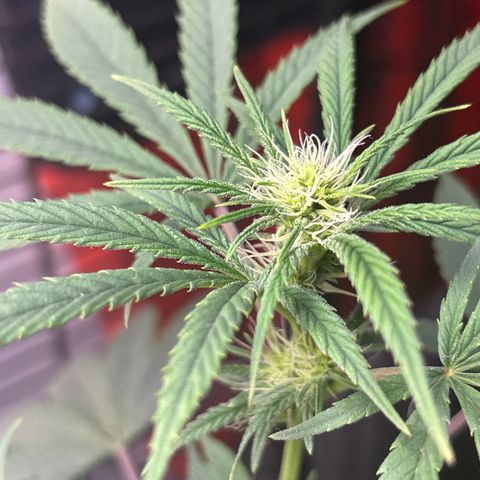 Cookies Gelato growlog timeline photo
