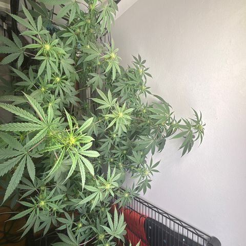 Cookies Gelato growlog timeline photo